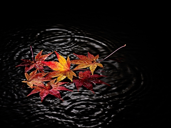 Photograph Robert Tardio Japanese Maple on One Eyeland